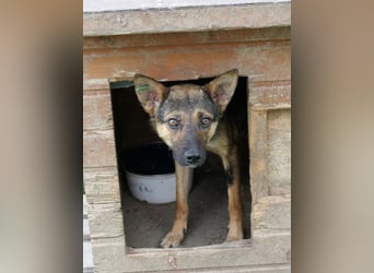 ängstliche ROMY sucht Vertrauen