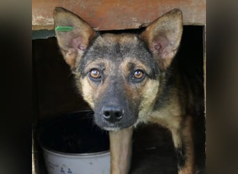 ängstliche ROMY sucht Vertrauen