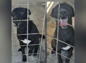 Shield - treuer Blick, großes Herz