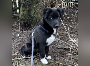 MILAN SUCHT EIN RUHIGES ZUHAUSE