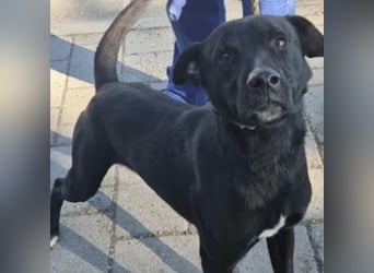 Shield - treuer Blick, großes Herz