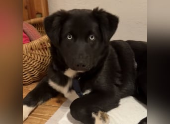 MILAN SUCHT EIN RUHIGES ZUHAUSE