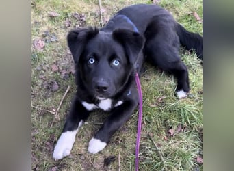 MILAN SUCHT EIN RUHIGES ZUHAUSE