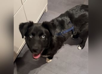 MILAN SUCHT EIN RUHIGES ZUHAUSE