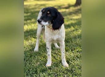 Aranka - Springer-Spaniel Mix, PFST 63667 Nidda/Hessen