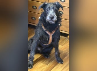 Anton, Schnauzer-Mix - Pflegestelle in 48249 Dülmen