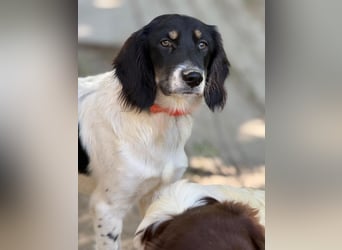 Aranka - Springer-Spaniel Mix, PFST 63667 Nidda/Hessen