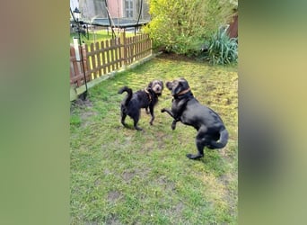 Anton, Schnauzer-Mix - Pflegestelle in 48249 Dülmen