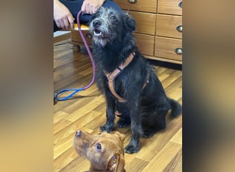 Anton, Schnauzer-Mix - Pflegestelle in 48249 Dülmen