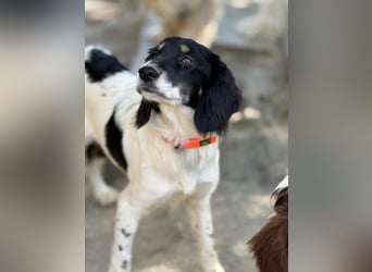 Aranka - Springer-Spaniel Mix, PFST 63667 Nidda/Hessen