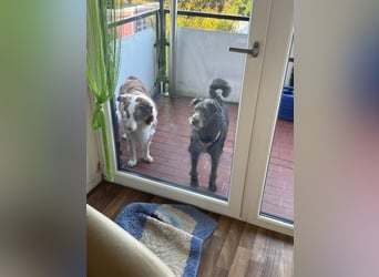 Anton, Schnauzer-Mix - Pflegestelle in 48249 Dülmen