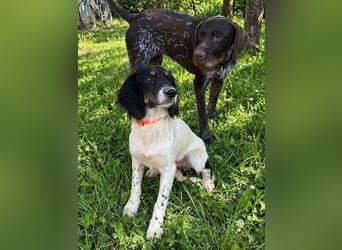 Aranka - Springer-Spaniel Mix, PFST 63667 Nidda/Hessen