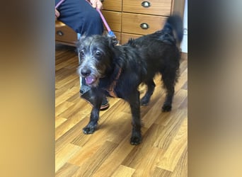 Anton, Schnauzer-Mix - Pflegestelle in 48249 Dülmen