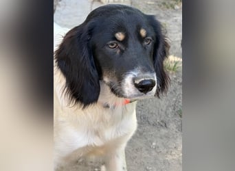 Aranka - Springer-Spaniel Mix, PFST 63667 Nidda/Hessen