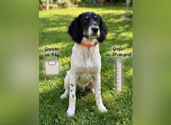 Aranka - Springer-Spaniel Mix, PFST 63667 Nidda/Hessen