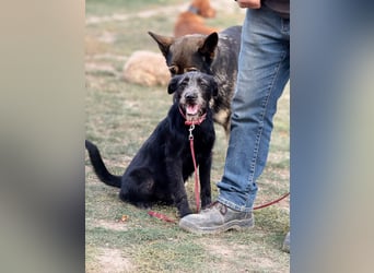 Anton, Schnauzer-Mix - Pflegestelle in 48249 Dülmen