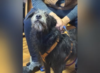 Anton, Schnauzer-Mix - Pflegestelle in 48249 Dülmen