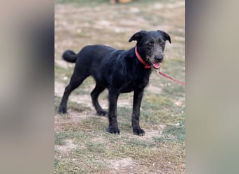 Anton, Schnauzer-Mix - Pflegestelle in 48249 Dülmen