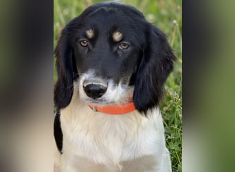 Aranka - Springer-Spaniel Mix, PFST 63667 Nidda/Hessen