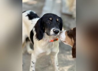 Aranka - Springer-Spaniel Mix, PFST 63667 Nidda/Hessen