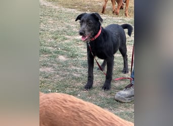 Anton, Schnauzer-Mix - Pflegestelle in 48249 Dülmen