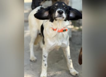 Aranka - Springer-Spaniel Mix, PFST 63667 Nidda/Hessen