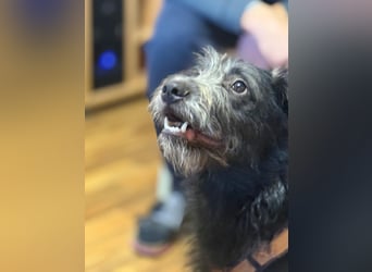 Anton, Schnauzer-Mix - Pflegestelle in 48249 Dülmen