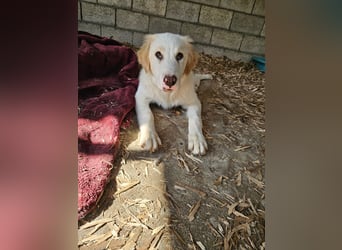 Hund Hündin Welpe Tierschutz Hatty