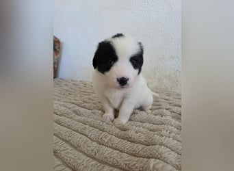 Hund Rüde Tierschutz Welpe Jos Bundesweite Vermittlung