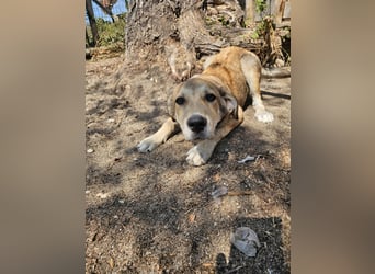 Hund Hündin Welpe Tierschutz Elsa