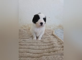 Hund Rüde Tierschutz Welpe Jos Bundesweite Vermittlung