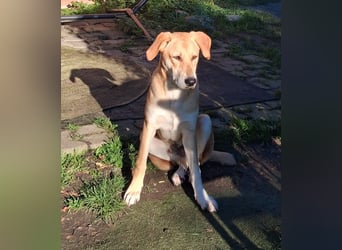 Traumhund Ron Rüde Tierschutz