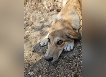 Hund Hündin Welpe Tierschutz Elsa