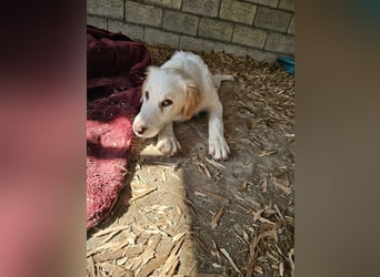 Hund Hündin Welpe Tierschutz Hatty