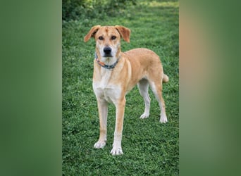 Traumhund Ron Rüde Tierschutz