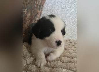 Hund Rüde Tierschutz Welpe Jos Bundesweite Vermittlung