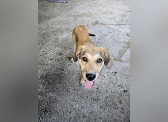 Hund Hündin Welpe Tierschutz Elsa