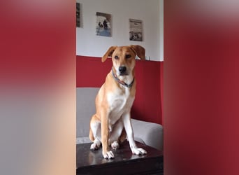 Traumhund Ron Rüde Tierschutz