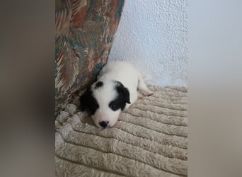 Hund Rüde Tierschutz Welpe Jos Bundesweite Vermittlung