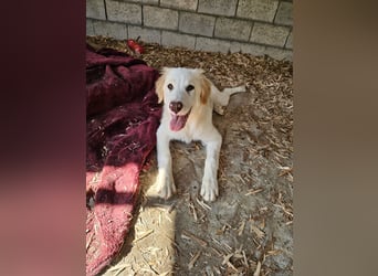 Hund Hündin Welpe Tierschutz Hatty