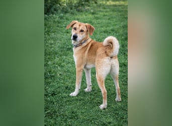 Traumhund Ron Rüde Tierschutz