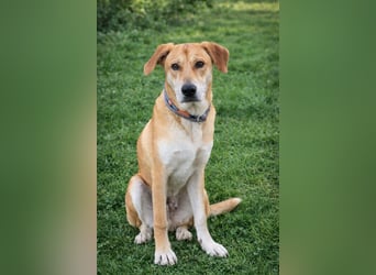 Traumhund Ron Rüde Tierschutz