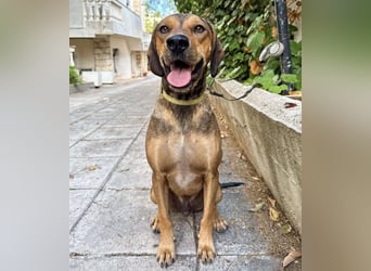 Hund Rüde Tierschutz Bundesweite Vermittlung