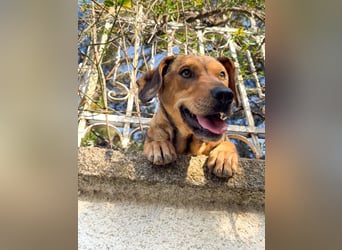 Hund Rüde Tierschutz Bundesweite Vermittlung
