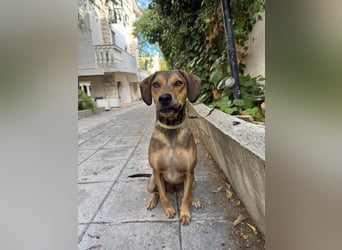 Hund Rüde Tierschutz Bundesweite Vermittlung