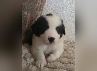 Hund Rüde Tierschutz Welpe Jos Bundesweite Vermittlung