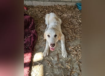 Hund Hündin Welpe Tierschutz Hatty