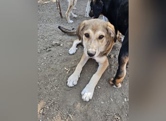 Hund Hündin Welpe Tierschutz Elsa