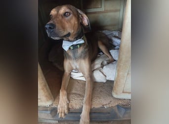 Hund Rüde Tierschutz Bundesweite Vermittlung