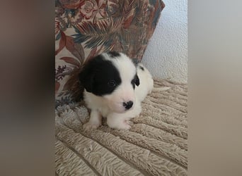 Hund Rüde Tierschutz Welpe Jos Bundesweite Vermittlung